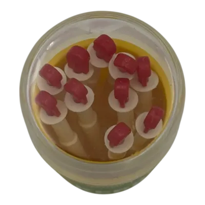 Plastic breast cannula, cannula for milk duct applications.