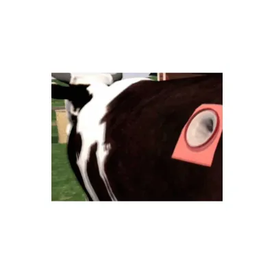Veterinary Type Bovine Rumenotomy