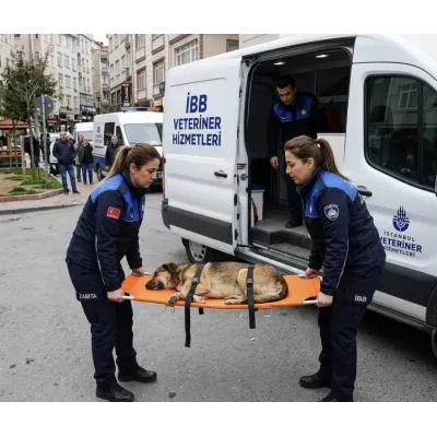 köpek sedyesi sağlam