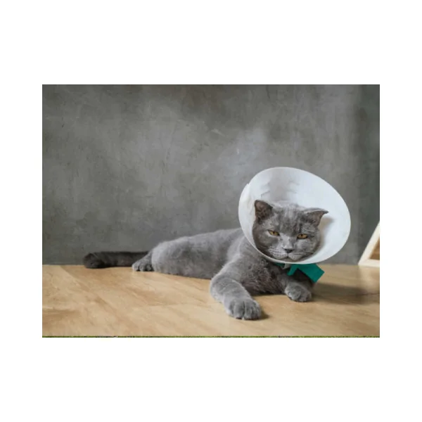 Elisabeth yaxası 100 mm