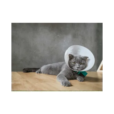 Elisabeth 125 mm plastic protective veterinary neck collar