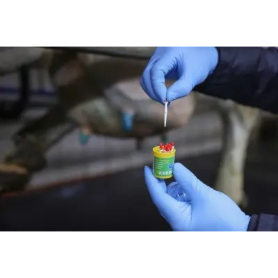 Kerbl Plastik Meme Sondası 5 cm. Sarı Kutulu (10 Adet)