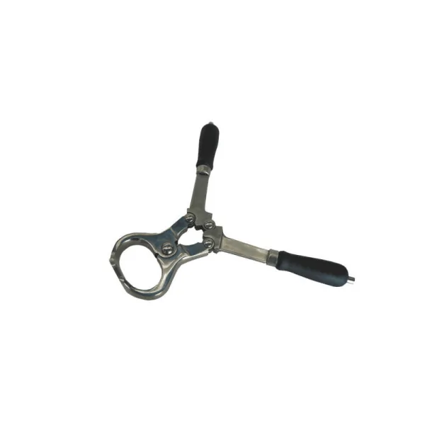 Dana Burmese Kəlbətinləri 34 sm İdxal Edilmiş