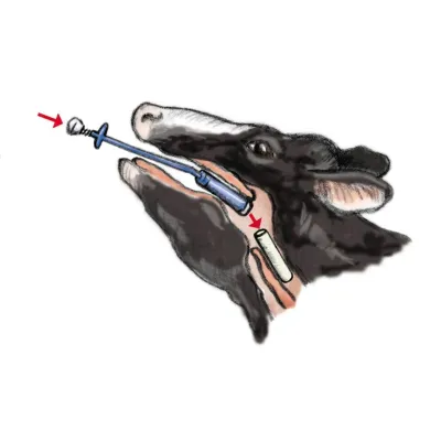 Farm & Veterinary: Cattle Bolus and Kafesli Miknatis Yutturma Probe Metal (Alman Mali)