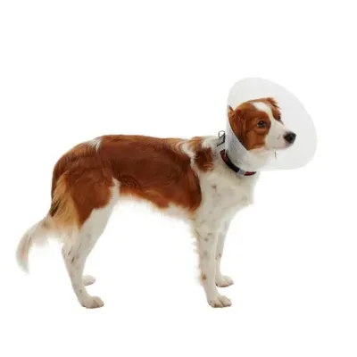 Buster Elizabeth Köpek Yakalığı. Transparan. 20 cm