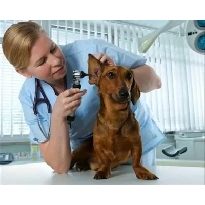 Farm & Veterinary: Gowllands Veterinary Otoskop / Oftalmoskop Halojen Set. Komple