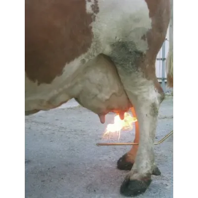 Farm & Veterinary: Kerbl Meme Tuy Yakici. PREVENTA