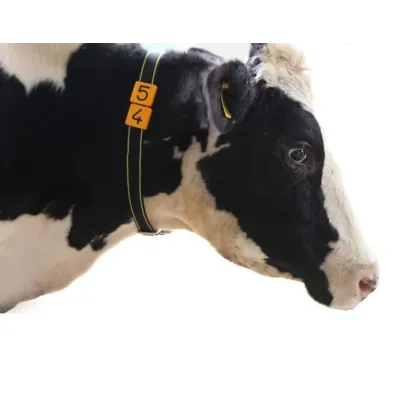 İribuynuzlu Boyun Nömrələmə Qayışı. Tokalı. 125 cm – 