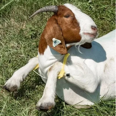 Farm & Veterinary: Koyun Zapturapt Aleti