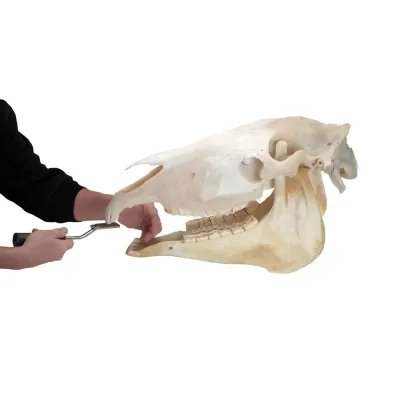Farm & Veterinary: EQUIVET MagFloat. Alt and Ust Incisor (1-4). 24,5 cm