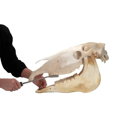 Farm & Veterinary: EQUIVET MagFloat. Ust Premolar (6-8). 35,5 cm