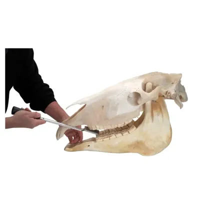 EQUİVET MagFloat. Alt ve Üst Premolar (6). 36 cm