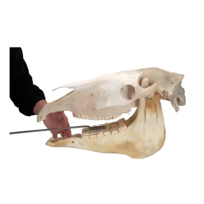 Farm & Veterinary: EQUIVET MagFloat. Alt Yanak Disleri For (6-11). 53 cm