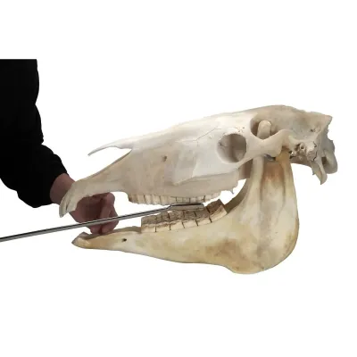Farm & Veterinary: EQUIVET MagFloat. Ust Molar (9-11). 55 cm