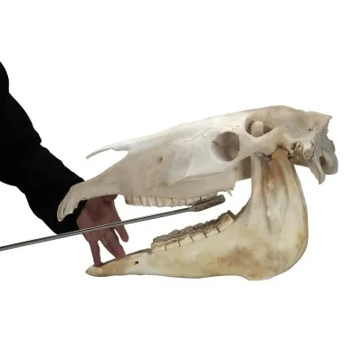 EQUİVET MagFloat. Alt ve Üst Son Molar (11). 61 cm
