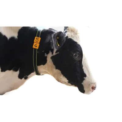 50 Hayvanlik Büyükbas Numaratör + Avrupa Tip Palaska Kemer Seti - Hemen Satin Al! | Modern Çiftlik