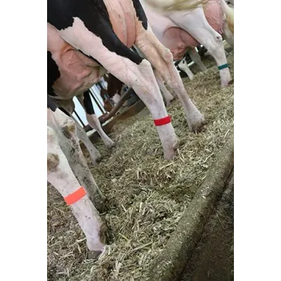 Ayak İşaretleme Bandı. Cırtlı. 36 cm. Sarı ( 10 Adet )
