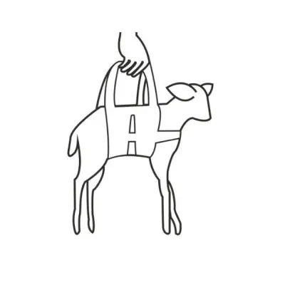 Farm & Veterinary: Lamb and Oglaklar For Tarti Hangingsi