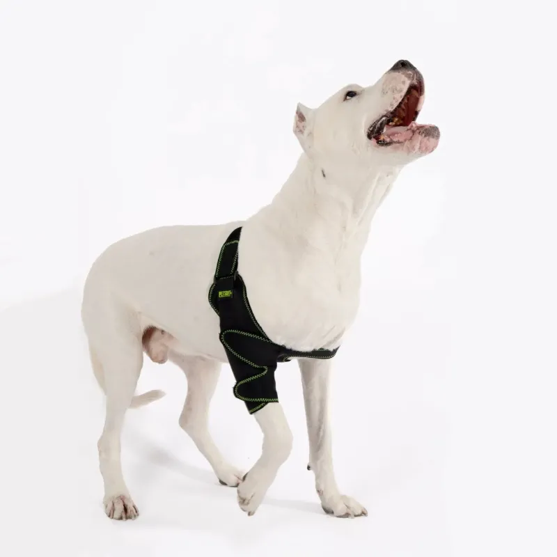 Köpek Dirsek Ateli. Ön Bacak. Sağ
