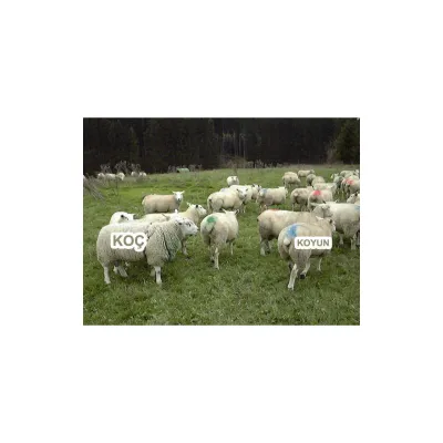  Koçlar İçin Aşım Kemeri İşaret Bloğu