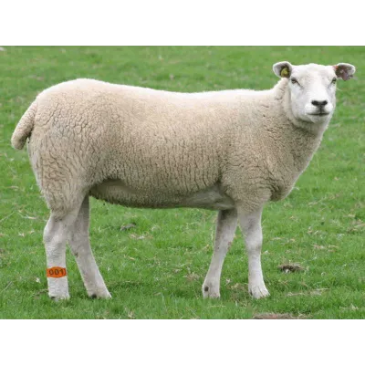 Farmena - Kaliteli Ayak Bandı Küçükbaş 16 cm | Modernciftlik