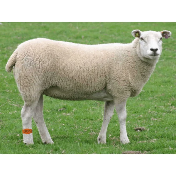 Foot Band for Small Animals 16 cm