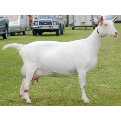 Ayak Bandi Küçükbas 16 cm - Hemen Satin Al! | Modern Çiftlik