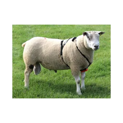 Çiftleştirici kəmər - Qoç Çiftleştirici kəmər + Qırmızı boya – Farmena