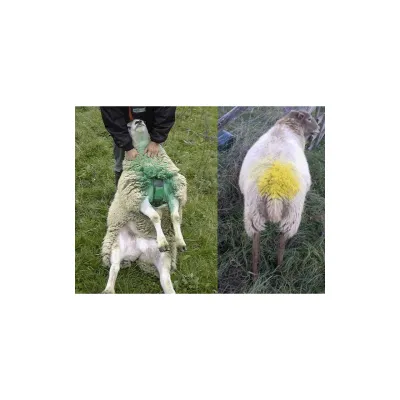 Çiftleştirici kəmər - Qoç Çiftleştirici kəmər + Qırmızı boya – Farmena