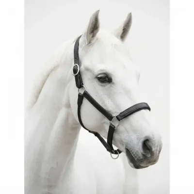Reitausrüstung – modernciftlik.com–Reitausrüstung