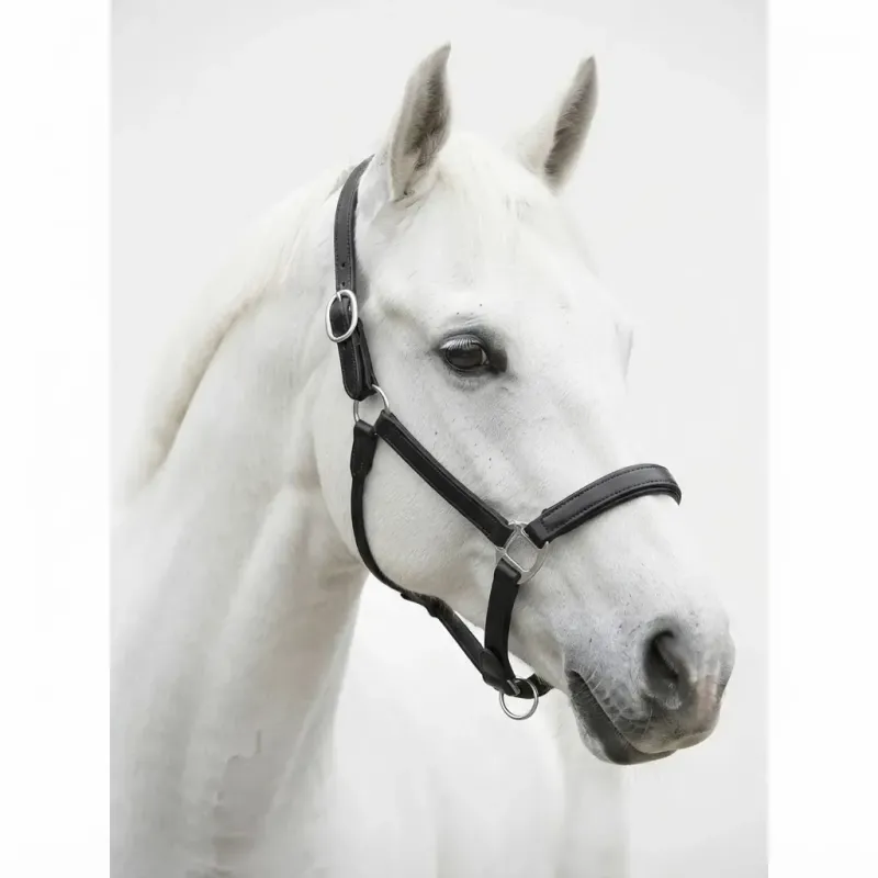 Premium Dəri At Halter