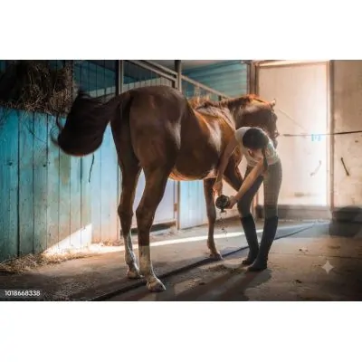 Reitausrüstung – modernciftlik.com–Reitausrüstung