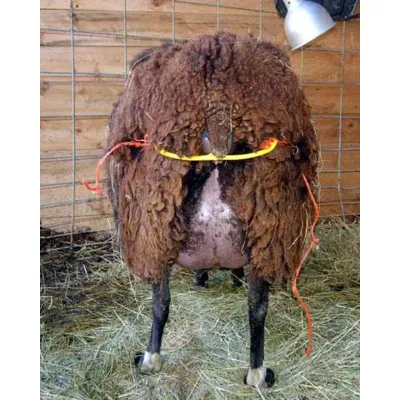 The small ruminant uterus clamp is a stainless steel uterus clamping device that facilitates veterinary intervention during diff