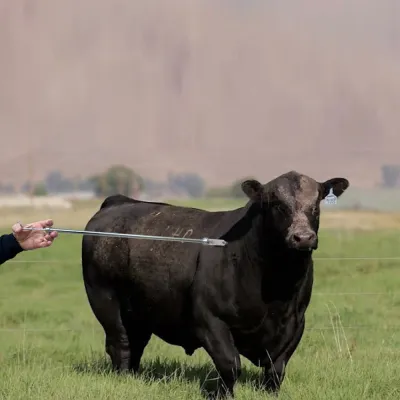 75 cm Uzatmali Mika Enjektör 20 ml Uzun Siringa - Dogru Doz, Güvenli Uygulama | Modern Çiftlik