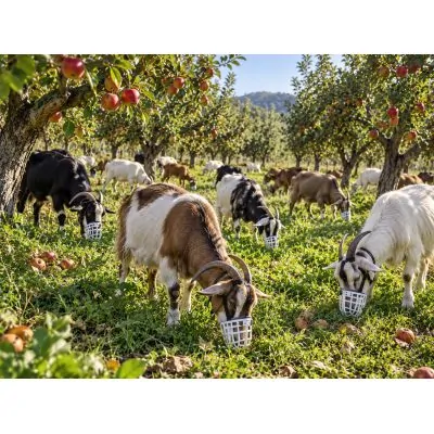 Farm & Veterinary: Koyun Sutyeni