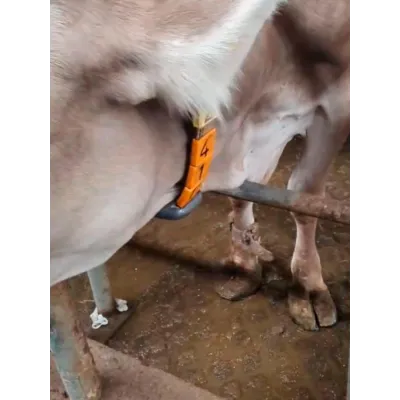 6 Numara Hayvan Numaralandırma Boyun Askı Numaratörü Büyükbaş işaretleme malzemeleri Farmena satın al