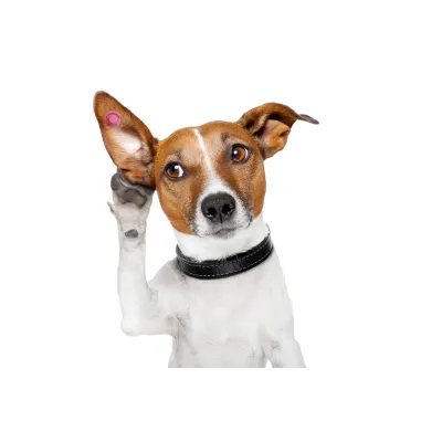 Köpek Kulak Küpesi Yuvarlak Model - Hemen Satin Al! | Modern Çiftlik