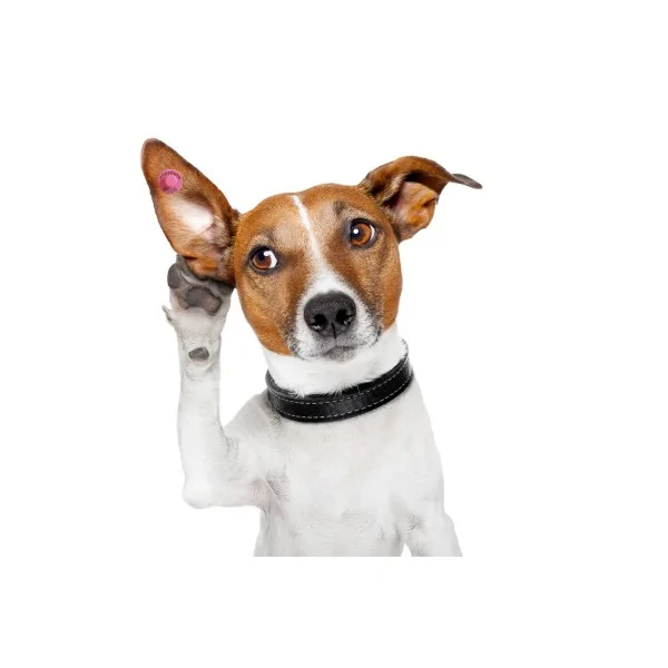 Kulak Küpesi Yuvarlak Model