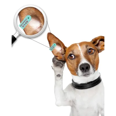 Köpek Kulak Küpesi Uzun Model - Hemen Satin Al! | Modern Çiftlik