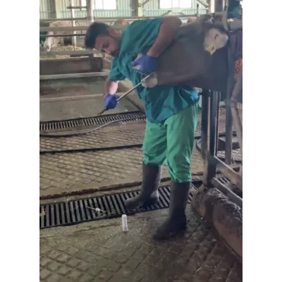  Hayvancılık medikal tedavi büyükbaş bolus ve kafesli mıknatıs yutturma sondası metal aplikatör