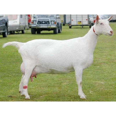 Ayak Bandi Küçükbas 16 cm - Hemen Satin Al! | Modern Çiftlik