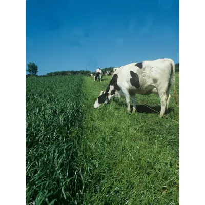 Elektrikli çit Telleri – modernciftlik.com