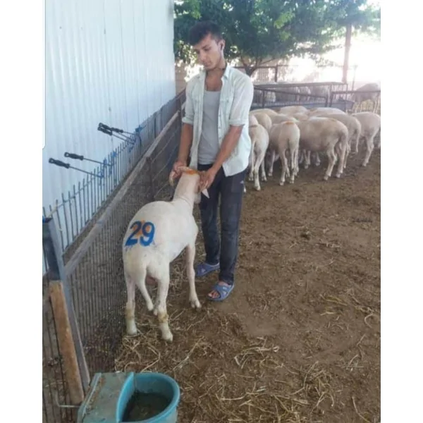 PVC Dəstəkli Qoyun Nömrələmə Möhürü Dəsti 12 sm