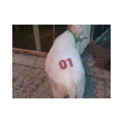 PVC Dəstəkli Qoyun Nömrələmə Möhürü Dəsti 12 sm – Farmena