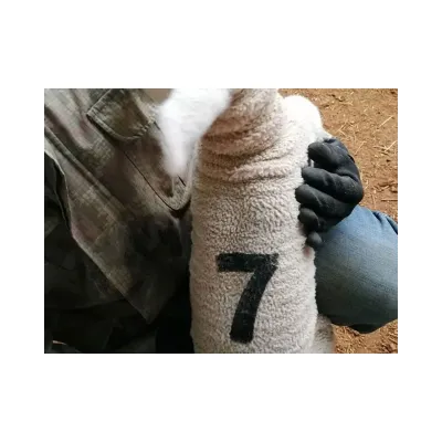  PVC Kollu Küçükbaş Numara Seti 12 cm