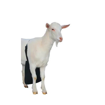  Kısa Boy Koç Aşım Önlüğü