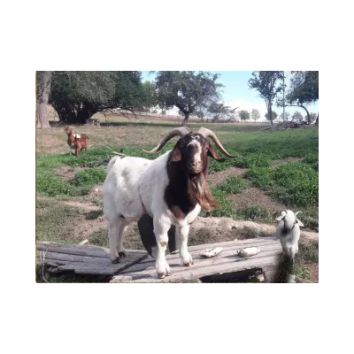 Çiftlesmeyi Önleyici Önlük Kisa - Hemen Satin Al! | Modern Çiftlik