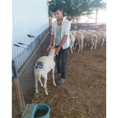 PVC Dəstəkli Qoyun Nömrələmə Möhürü Dəsti 12 sm (Ulduz və Aypara) – Farmena