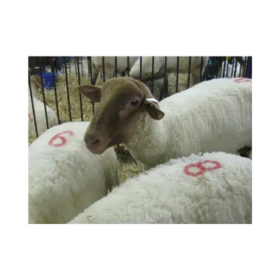 PVC Dəstəkli Qoyun Nömrələmə Möhürü Dəsti 12 sm (Ulduz və Aypara) – Farmena