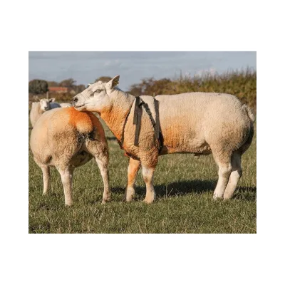 Çiftlesme Kemeri Boya Tutucu - Boya hediyeli - Hemen Satin Al! | Modern Çiftlik